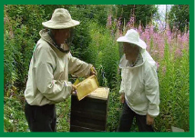 Beechgrove Bees 2