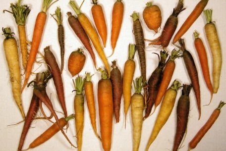 Carrots in their various shapes and sizes and colours - diversity